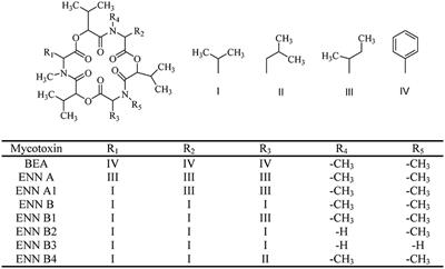 A Review on the Synthesis and Bioactivity Aspects of Beauvericin, a Fusarium Mycotoxin